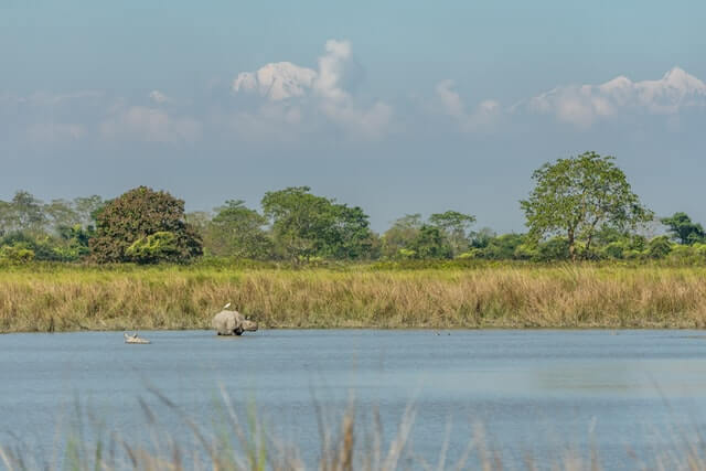kaziranga